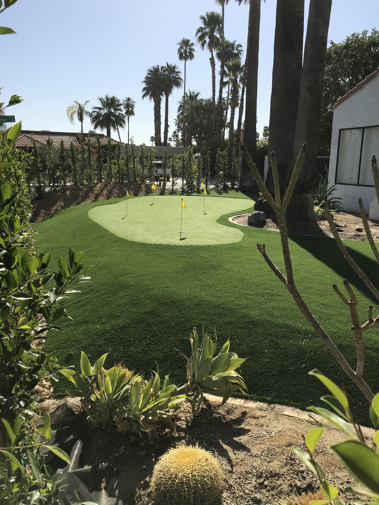Putting surface with a darker fringe, palms, and desert planting
